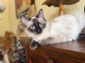 Siamese Cats Available for Adoption in Fort Worth, Texas - Rose | PetCurious