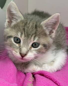 Duke -  Domestic Short Hair Cat for Adoption in Hartsville, South Carolina - Duke | PetCurious