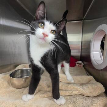 Aled (Lincoln 9) -  Domestic Short Hair Cat for Adoption in Briarcliff Manor, New York - Aled (Lincoln 9) | PetCurious