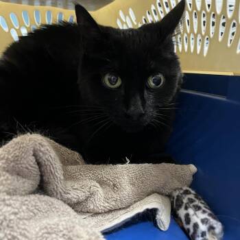 Grape -  Domestic Short Hair Cat for Adoption in Greensboro, North Carolina - Grape | PetCurious