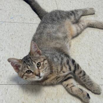 Nugget -  Domestic Short Hair Cat for Adoption in Milford, Iowa - Nugget | PetCurious