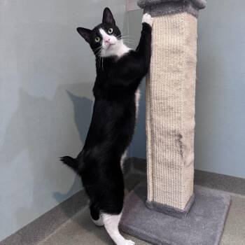 Snip -  Domestic Short Hair Cat for Adoption in Ashland, Massachusetts - Snip | PetCurious