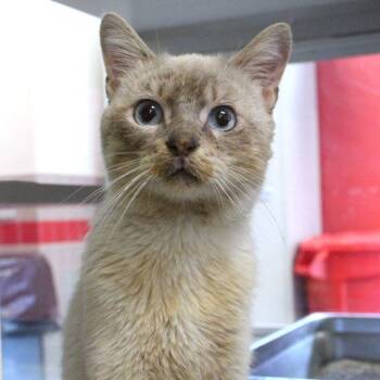 Robby -  Siamese Cat for Adoption in Des Moines, Iowa - Robby | PetCurious