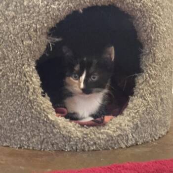 Gala -  Domestic Short Hair Cat for Adoption in Walnut Creek, California - Gala | PetCurious