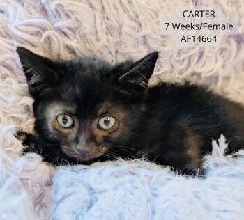 Carter -  Domestic Short Hair Cat for Adoption - Carter | PetCurious