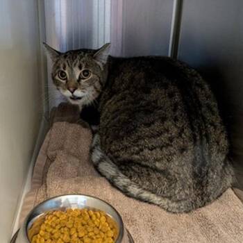 Domestic Short Hair Cats Available for Adoption in Colorado Springs, Colorado - Patches | PetCurious