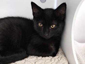 SIRIUS -  Domestic Short Hair Cat for Adoption in Palo Alto, California - SIRIUS | PetCurious