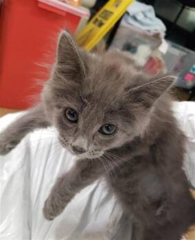 CREEPER -  Domestic Medium Hair and Domestic Short Hair Cat for Adoption in Omaha, Nebraska - CREEPER | PetCurious