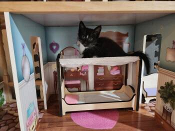Domestic Short Hair Cats Available for Adoption in Wheaton, Illinois - Black Forest Cake | PetCurious