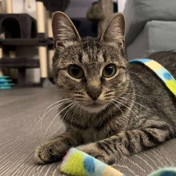 Rescue Domestic Short Hair Cats for Adoption - Despina | PetCurious