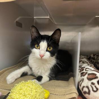 Pepper -  Domestic Medium Hair Cat for Adoption in Goleta, California - Pepper | PetCurious