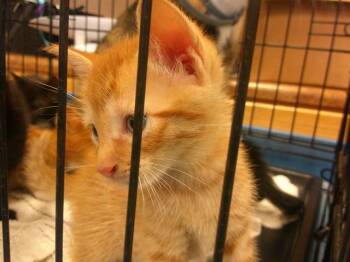 A382364 -  Domestic Short Hair Cat for Adoption in Ocala, Florida - A382364 | PetCurious