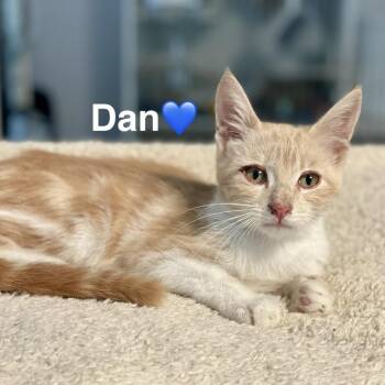 Dan -  Domestic Short Hair Cat for Adoption in Peachtree City, Georgia - Dan | PetCurious