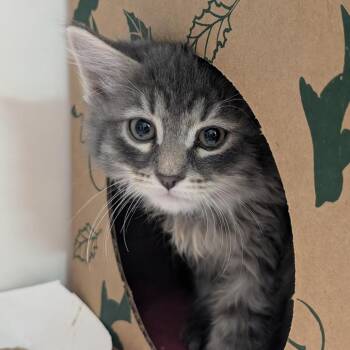 Shaggy -  Domestic Short Hair Cat for Adoption in Reno, Nevada - Shaggy | PetCurious