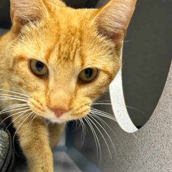 Citrus -  Domestic Short Hair Cat for Adoption in North Battleford, Saskatchewan - Citrus | PetCurious