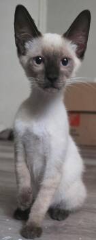 Sake the Chocolate Point Siamese -  Domestic Short Hair and Siamese Cat for Adoption in Oviedo, Florida - Sake The Chocolate Point Siamese | PetCurious
