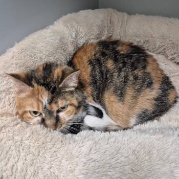 Clara -  American Shorthair Cat for Adoption in Kingman, Kansas - Clara | PetCurious
