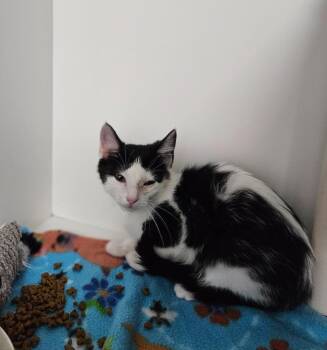 Henrietta -  Domestic Short Hair Cat for Adoption in Huntington, Indiana - Henrietta | PetCurious