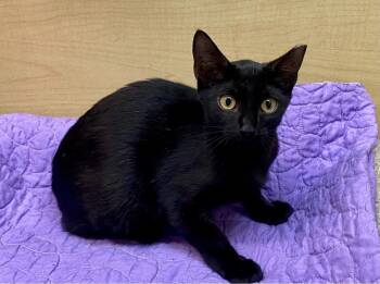 Domestic Short Hair Cats Available for Adoption - Sweetie Pie | PetCurious
