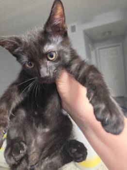 Pizan -  Domestic Short Hair Cat for Adoption in Town 