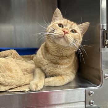 Domestic Short Hair Cats Available for Adoption in La Grange Park, Illinois - Topaz | PetCurious