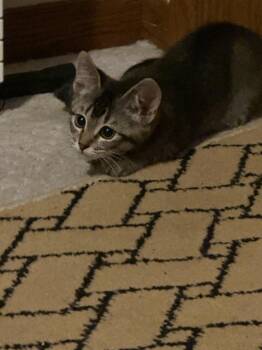 Emelia -  Domestic Short Hair Cat for Adoption in Eden Prairie, Minnesota - Emelia | PetCurious