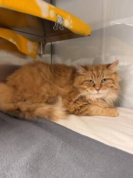 Ginger -  Domestic Long Hair Cat for Adoption in Midland, Michigan - Ginger | PetCurious