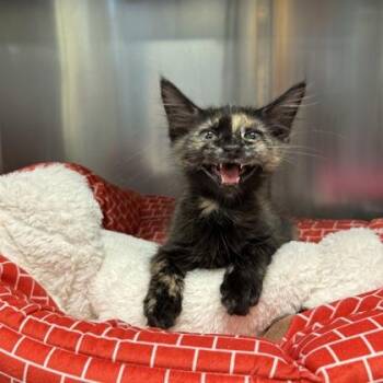 Ventements -  Domestic Long Hair Cat for Adoption in Richmond, Virginia - Ventements | PetCurious
