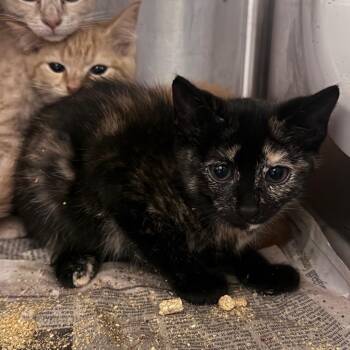 Chewie (pink) -  Domestic Short Hair Cat for Adoption in Winston-salem, North Carolina - Chewie (pink) | PetCurious