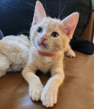 Jagger -  Domestic Short Hair and Tabby Cat for Adoption in Omaha, Nebraska - Jagger | PetCurious