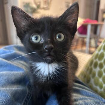 Hugo -  Domestic Short Hair Cat for Adoption in Fairfax Station, Virginia - Hugo | PetCurious