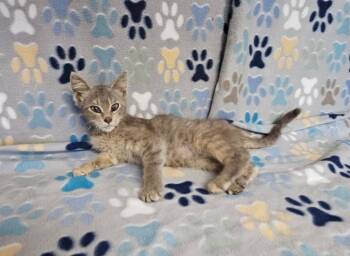 Delilah -  Domestic Short Hair Cat for Adoption in Wabash, Indiana - Delilah | PetCurious