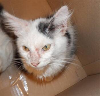 Rescue Domestic Short Hair Cats for Adoption in San Jose, California - A1392223 | PetCurious