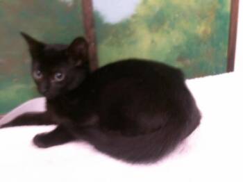 A2086142 -  Domestic Short Hair Cat for Adoption in Houston, Texas - A2086142 | PetCurious