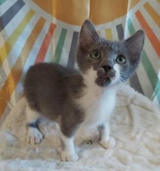 Micky -  Domestic Long Hair Cat for Adoption in Millcreek, Utah - Micky | PetCurious