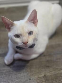 Snowball -  Siamese and Domestic Short Hair Cat for Adoption in New Braunfels, Texas - Snowball | PetCurious