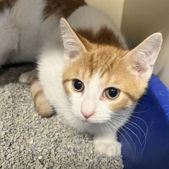 Spud -  Domestic Short Hair Cat for Adoption in Oak Brook, Illinois - Spud | PetCurious