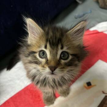 Ameilia -  Domestic Medium Hair Cat for Adoption in Shinnston, West Virginia - Ameilia | PetCurious