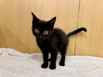 BERT -  Domestic Short Hair Cat for Adoption in Brentwood, Missouri - BERT | PetCurious