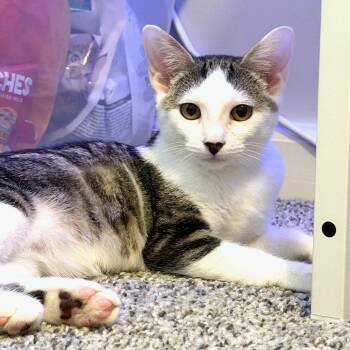 Pepperoni (Kelsy Mitchell Plum) -  Domestic Short Hair Cat for Adoption in Cumming, Georgia - Pepperoni (Kelsy Mitchell Plum) | PetCurious