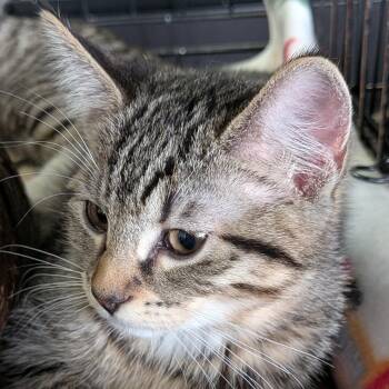 Tuk -  Domestic Short Hair Cat for Adoption in Eugene, Oregon - Tuk | PetCurious