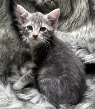 Domestic Short Hair and Tabby Cats Available for Adoption - Maisy | PetCurious
