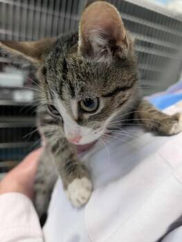 Rescue Domestic Short Hair Cats for Adoption in Rustburg, Virginia - Chip - At Shelter | PetCurious