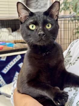 Bombay and Domestic Short Hair Cats Available for Adoption - Mozzie (outgoing / Loud Purr / Curious) | PetCurious