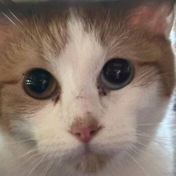 Domestic Short Hair Cats Available for Adoption in Branson, Missouri - Lady PawPaw | PetCurious
