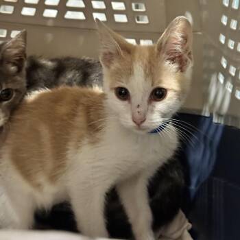 Arther -  Domestic Short Hair Cat for Adoption in Chattanooga, Tennessee - Arther | PetCurious