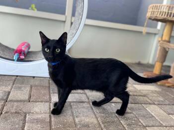 Freddy -  Domestic Short Hair Cat for Adoption - Freddy | PetCurious