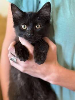 Gilly -  Domestic Long Hair Cat for Adoption in Johnson City, Tennessee - Gilly | PetCurious
