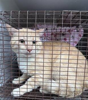 Domestic Short Hair Cats Available for Adoption in Houston, Texas - A654728 | PetCurious