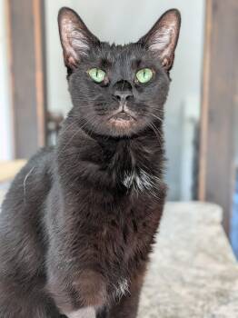 Raven aka Ray Ray -  Domestic Short Hair Cat for Adoption in Newburgh, New York - Raven Aka Ray Ray | PetCurious